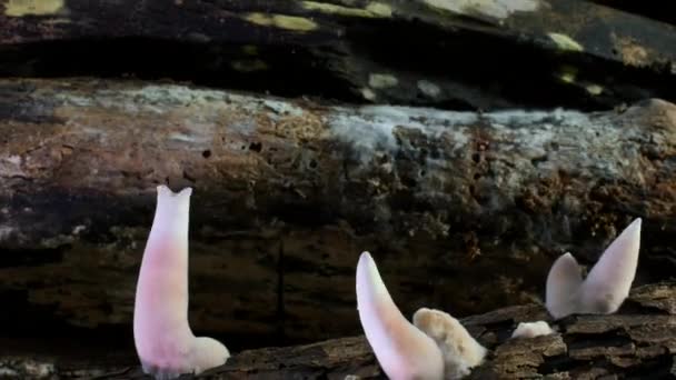 Timelapse Mushrooms Growing Tropical Rainforest Equador — Vídeo de Stock