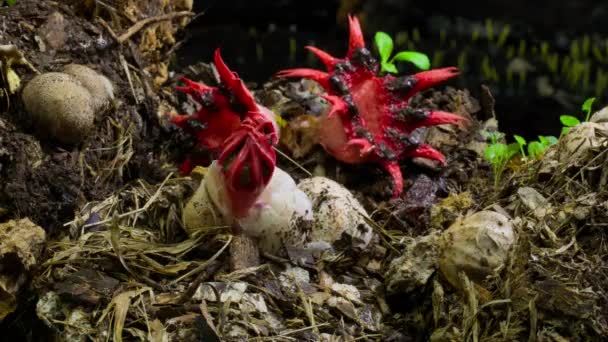 에콰도르의 우림에서 자라는 말미잘 곰팡이 불가사리 곰팡이로 알려져 아세로 브라의 — 비디오
