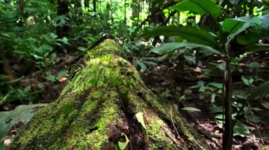 Yaprak Kesen Karıncalara yakın çekim. Amazon yağmur ormanlarında yapraklar taşıyor. Ekvador 'da..