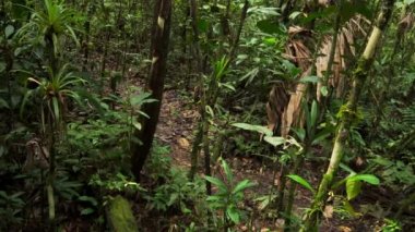 Doğal habitat, Amazon yağmur ormanı, Loreto, Peru 'da bir Jaguar' a (Panthera onca) yakın çekim.