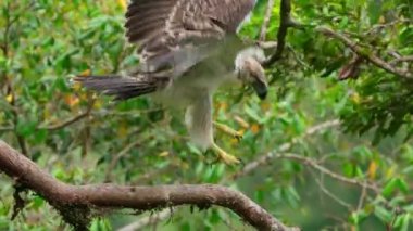 Close up of The Philippine Eagle (Pithecophaga jefferyi) chick try to fly from in the nest, Mindanao Island, Philippines