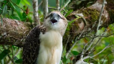 The Philippine Eagle Chick also known as the Monkey-eating Eagle (Pithecophaga jefferyi) is calling mother on Mindanao Island, Philippines