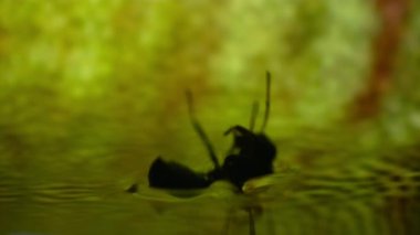 Close up of ants is tempted by the sweet nectar of the gracilis pitcher plant, Borneo, Malaysia.