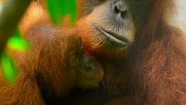 Close Mother Sumatran Orangutans Newborn Pongo Pygmaeus Uma Subespécie Sumatra — Vídeo de Stock