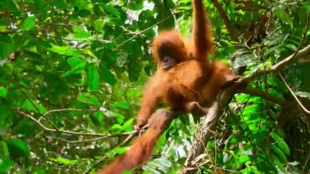 生まれたばかりのスマトラオランウータン Pongo Pygmaeus インドネシアのスマトラ島の亜種で 熱帯雨林 スマトラ島 インドネシアで見られます — ストック動画