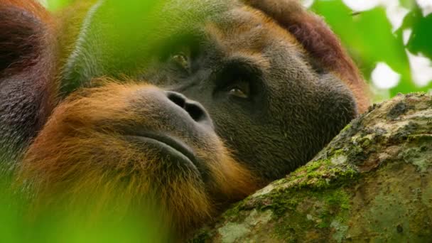 Крупный План Самца Суматры Orangutans Pongo Pygmaeus Подвид Суматры Обитающий — стоковое видео