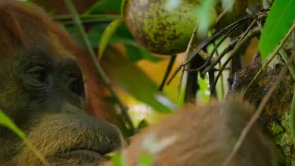 Närbild Sumatran Orangutans Pongo Pygmaeus Använda Verktyg Från Pinnar För — Stockvideo