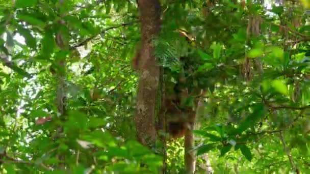 Close Male Sumatran Orangutans Pongo Pygmaeus Subspecies Sumatra Rainforest Sumatra — Vídeo de Stock