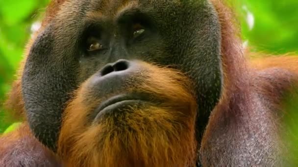 Close Male Sumatran Orangutans Pongo Pygmaeus Subspecies Sumatra Rainforest Sumatra — Stock Video