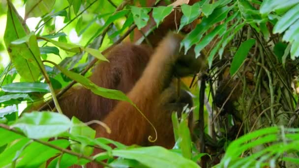 Close Sumatran Orangutans Pongo Pygmaeus Use Tools Sticks Find Insects — Vídeo de Stock