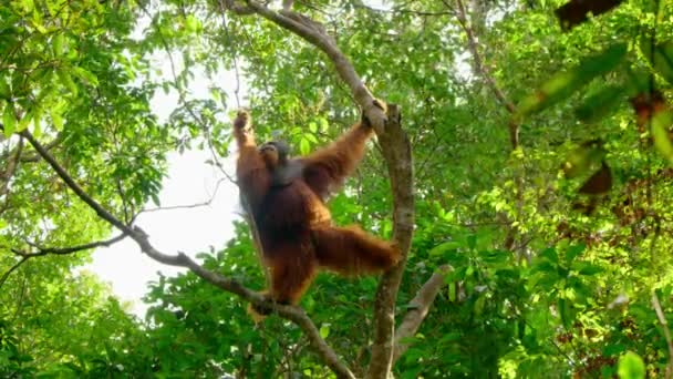 Close Male Sumatran Orangutans Pongo Pygmaeus Subspecies Sumatra Rainforest Sumatra — Stock video