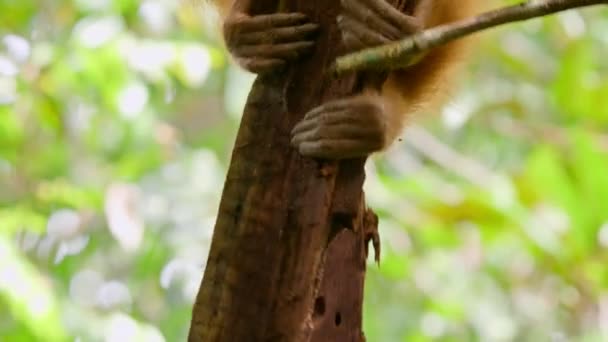 Närbild Sumatran Orangutans Pongo Pygmaeus Bryta Gammal Träd Grenar För — Stockvideo