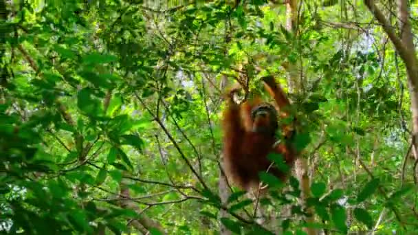 Cloup Male Sumatran Orangutans Uma Subespécie Sumatra Floresta Tropical Sumatra — Vídeo de Stock