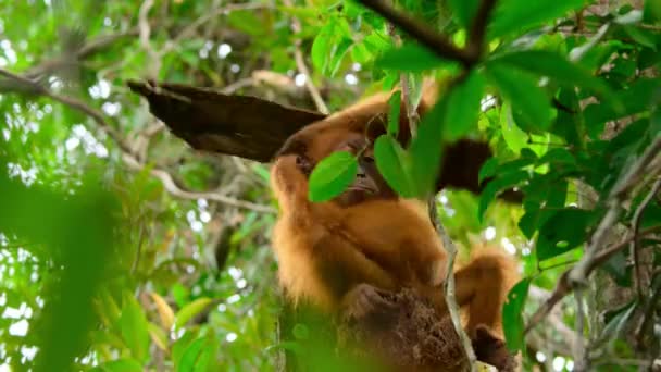 Zbliżenie Sumatran Orangutans Pongo Pygmaeus Łamią Stare Gałęzie Drzew Aby — Wideo stockowe