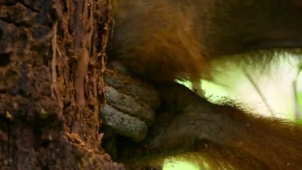Närbild Sumatran Orangutans Pongo Pygmaeus Bryta Gammal Träd Grenar För — Stockvideo