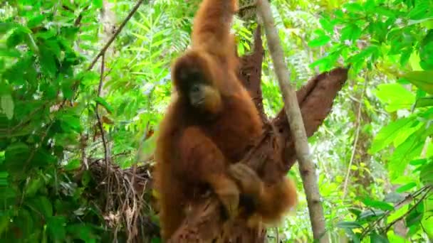 スマトラオランウータン ポンゴ ピグマエウス の閉鎖は 昆虫を見つけて食べるために古い木の枝を破る スマトラ インドネシア — ストック動画