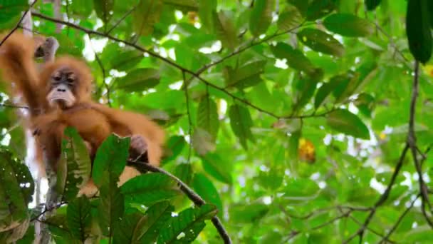 Großaufnahme Eines Neugeborenen Sumatra Orang Utans Pongo Pygmaeus Ist Eine — Stockvideo