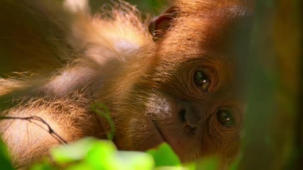 Крупный План Новорожденного Суматранского Орангутанга Pongo Pygmaeus Подвид Суматры Обитающий — стоковое видео
