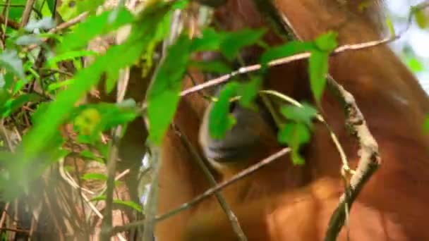 Közelről Egy Szumátrai Orángutánok Pongo Pygmaeus Törni Egy Régi Faágak — Stock videók