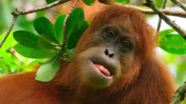 Крупным Планом Суматры Orangutans Pongo Pygmaeus Является Подвид Суматры Жующий — стоковое видео