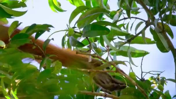 Close Sumatran Orangutans Pongo Pygmaeus Subspecies Sumatra Taking Friuts Tree — Stockvideo