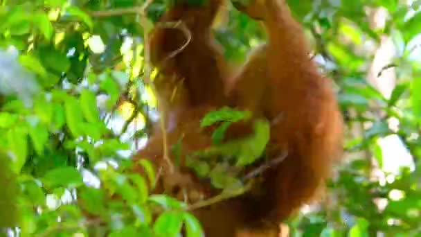 Крупным Планом Суматры Orangutans Pongo Pygmaeus Является Подвид Суматры Взбирается — стоковое видео