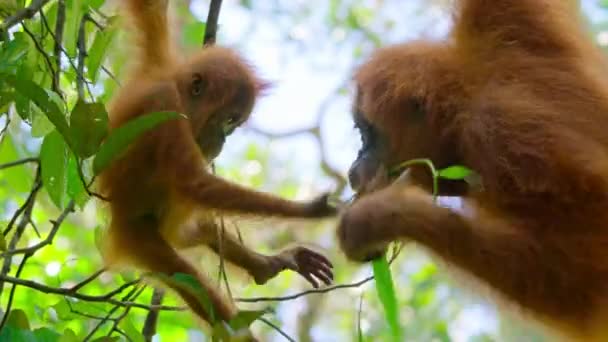 Close Sumatran Orangutans Pongo Pygmaeus Una Subespecie Sumatra Está Masticando — Vídeos de Stock