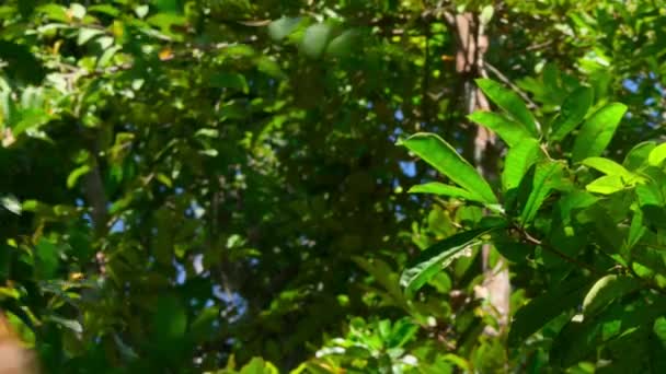 Close Sumatran Orangutans Pongo Pygmaeus Subspecies Sumatra Climbing Swinging Tree — Stock Video