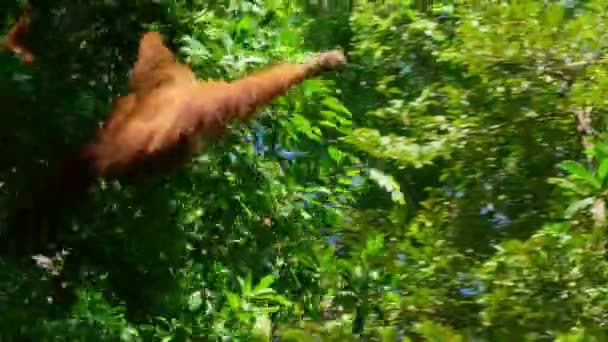 Close Sumatran Orangutans Pongo Pygmaeus Subspecies Sumatra Climbing Swinging Tree — Stock Video