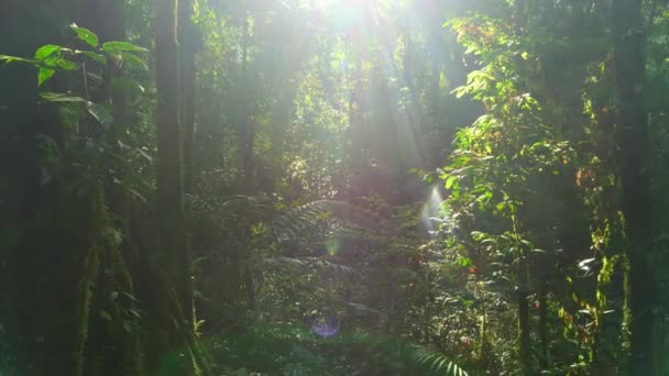 Flygfoto Träd Med Solstrålar Tropisk Djungel Grön Regnskog Amazonas Bassäng — Stockvideo