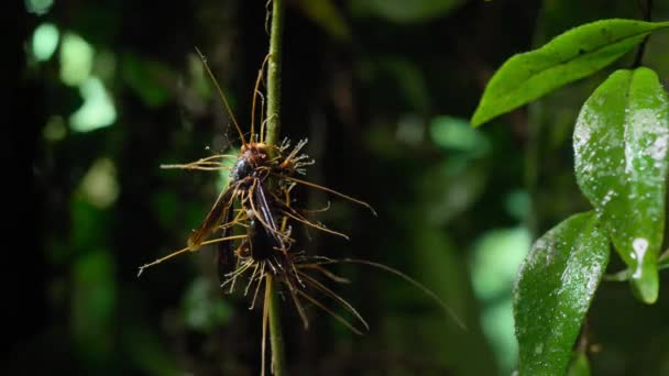 Hongos Cordyceps Infectando Insecto Cuando Infecta Hongo Cambia Comportamiento Del — Vídeos de Stock