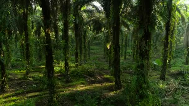 Güneş Işınları Kuzey Sumatra Endonezya Dan Palmiye Ağacı Çiftliği Manzarası — Stok video