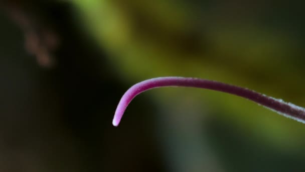 虫草真菌的时间间隔 金黄色虫草属 在感染蚂蚁上生长 在厄瓜多尔亚马逊雨林 — 图库视频影像