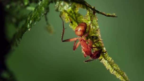 Primer Plano Sobre Hormigas Cortadoras Hojas Llevando Hojas Selva Amazónica — Vídeos de Stock