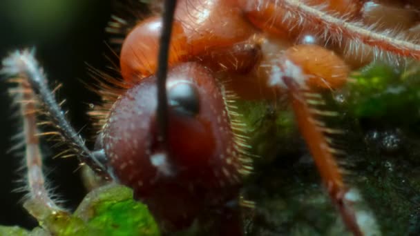 Timelapse Cordyceps Fungus Metacordyceps Creciendo Hormigas Infectantes Selva Amazónica Ecuador — Vídeo de stock
