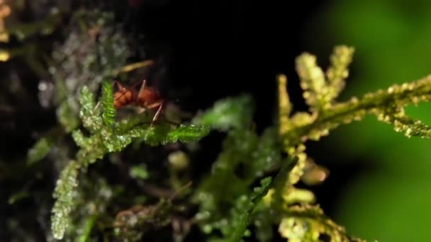 Close Shot Leafcutter Ants Carrying Leaves Amazon Lowland Rainforest Ecuador — Stock Video