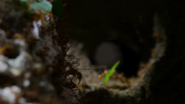 Dentro Las Hormigas Cortadoras Hojas Anidan Con Trabajadores Huevos Larvas — Vídeo de stock