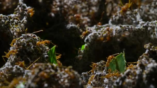 Муравьи Резаки Внутри Гнездятся Рабочими Яйцами Личинками Тропическими Лесами Амазонской — стоковое видео