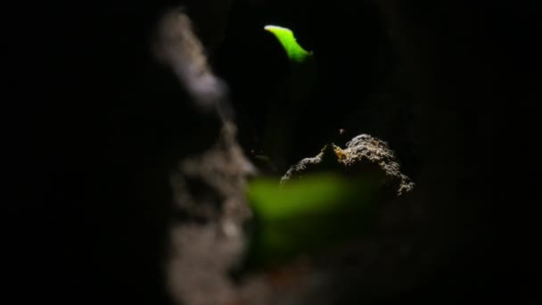 Dentro Das Formigas Cortadoras Folhas Nidificam Com Trabalhadores Ovos Larvas — Vídeo de Stock