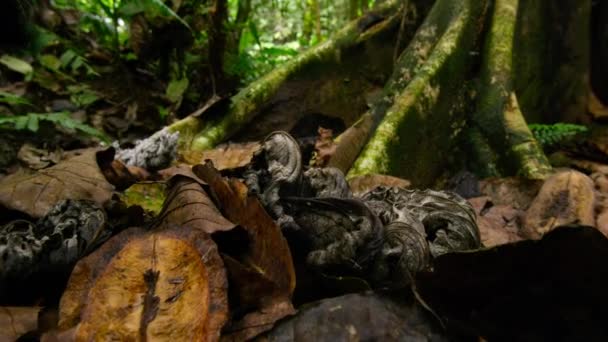 Árbol Con Rayos Sol Selva Tropical Verde Selva Tropical Cuenca — Vídeos de Stock
