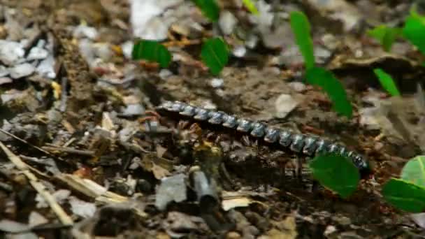 Close Shot Leafcutter Ants Carrying Leaves Amazon Lowland Rainforest Ecuador — Vídeo de stock