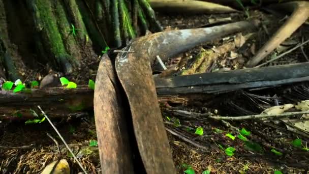 Close Shot Leafcutter Ants Carrying Leaves Amazon Lowland Rainforest Ecuador — Vídeo de stock