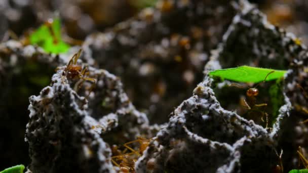 Dentro Las Hormigas Cortadoras Hojas Anidan Con Trabajadores Huevos Larvas — Vídeo de stock