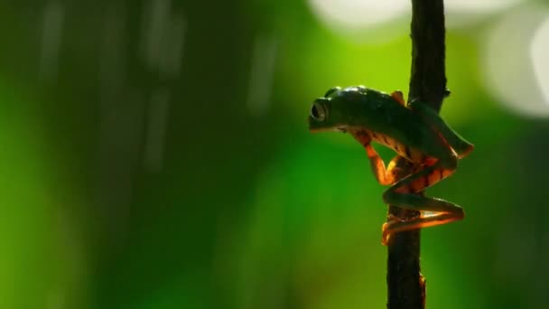 Close Van Een Bladkikker Agalychnis Hulli Natuurlijke Habitat Amazone Regenwoud — Stockvideo