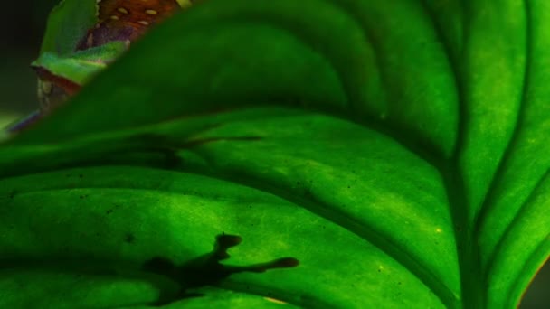 Detailní Záběr Žáby Listové Agalychnis Hulli Přírodním Prostředí Amazonský Deštný — Stock video