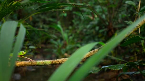 Close Leaf Frog Agalychnis Hulli Natural Habitat Amazon Rainforest Ecuador — Αρχείο Βίντεο