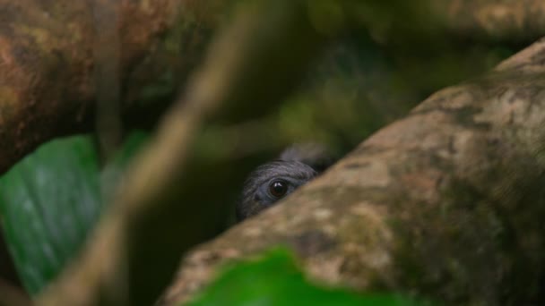 Close Small Grouse Natural Habitat Amazon Rainforest South America — Stok Video