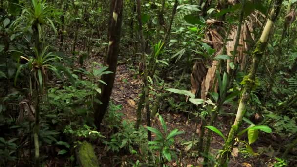 Κοντινό Πλάνο Ενός Ιαγουάρου Panthera Onca Φυσικό Περιβάλλον Τροπικό Δάσος — Αρχείο Βίντεο