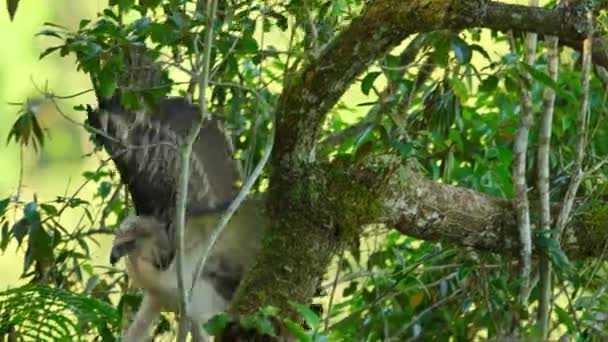 Close Philippine Eagle Pithecophaga Jefferyi Chick Try Fly Nest Mindanao — Video Stock