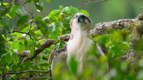 Κοντινό Πλάνο Του Νεοσσού Philippine Eagle Pithecophaga Jefferyi Προσπαθούν Πετάξουν — Αρχείο Βίντεο